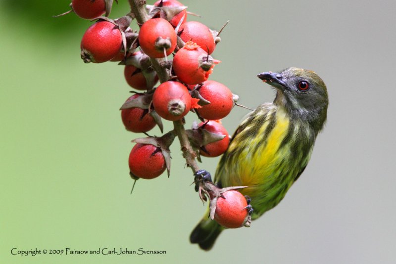 Yellow-breasted Flowerpecker