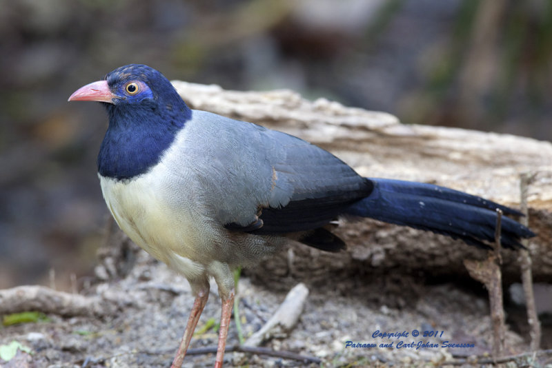 Coral-billed Ground Cuckoo