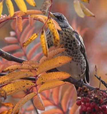 Fieldfare / Bjrktrast