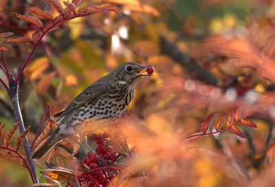 Song Thrush / Taltrast