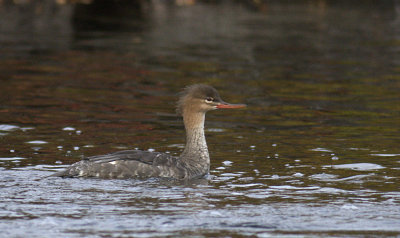 Red-breasted Merganser / Smskrake