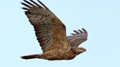 Oriental Honey Buzzard