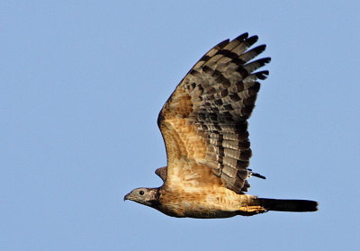 Oriental Honey Buzzard