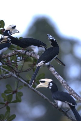 Oriental Pied Hornbills