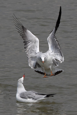 Brown-headed Gull