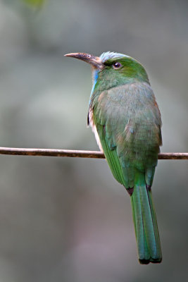 Blue-bearded Bee-eater