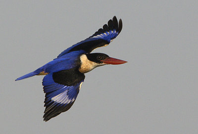 Black-capped Kingfisher