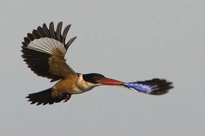 Black-capped Kingfisher