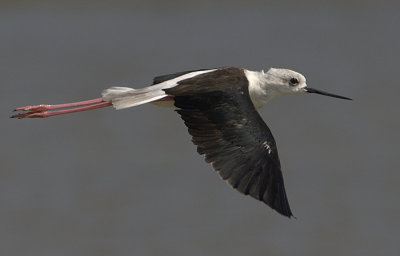 Black-winged Stilt