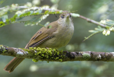 Grey-eyed Bulbul