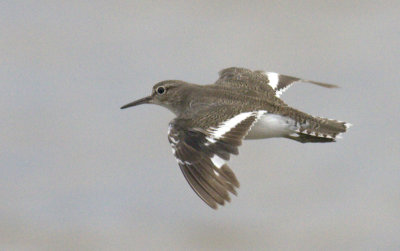 Common Sandpiper
