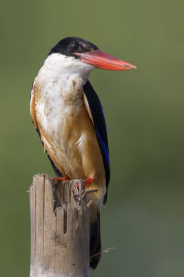 Black-capped Kingfisher