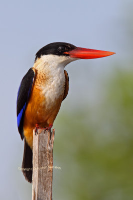 Black-capped Kingfisher