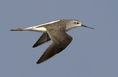 Marsh Sandpiper