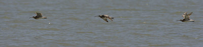 Whimbrels