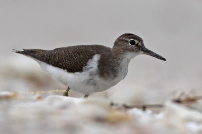 Common Sandpiper