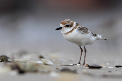 Malaysian Plover