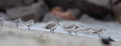 Sanderlings