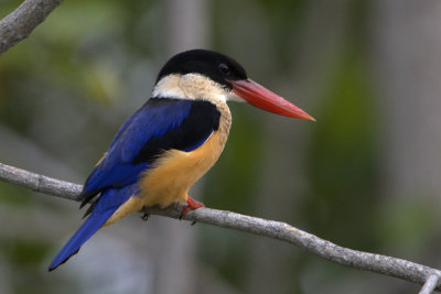 Black-capped Kingfisher