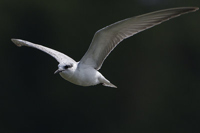 Whiskered Tern