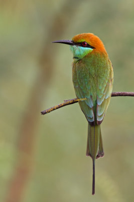 ::Green Bee-eater::