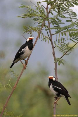 Asian Pied Starlings