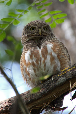 Asian Barred Owlet