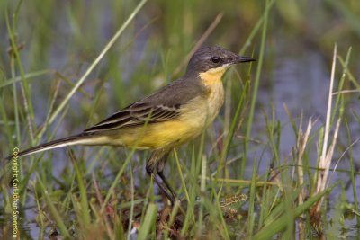 Yellow Wagtail (female)