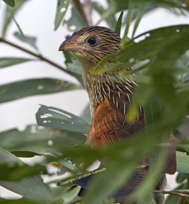 Lesser Coucal (juvenile)