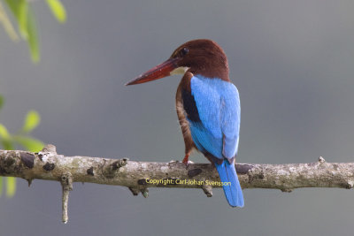 White-throated Kingfisher