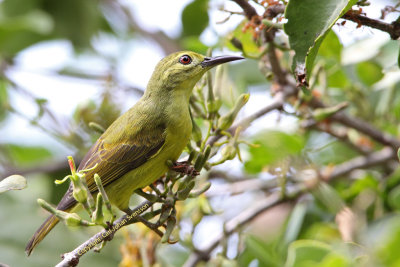 Brown-throated Sunbird (female)