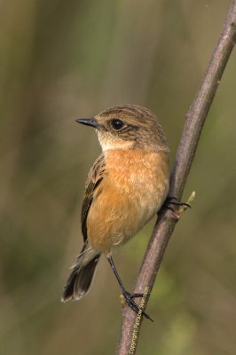 Siberian Stonechat (female)