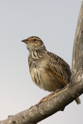 Indochinese Bushlark