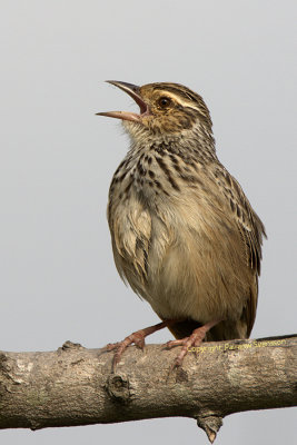 Indochinese Bushlark