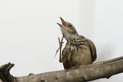 Indochinese Bushlark