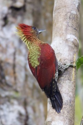 402 - Banded Woodpecker