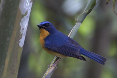 Hill Blue Flycatcher (male)