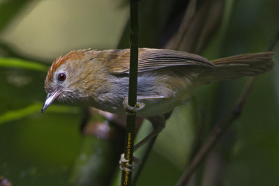 Roufus-fronted Babbler