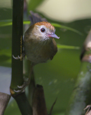 Roufus-fronted Babbler