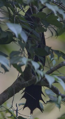 Ratchet-tailed Treepie