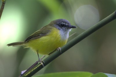 405 - Yellow-bellied Warbler