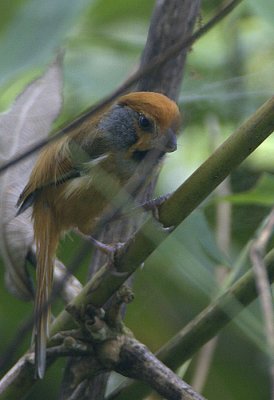 Black-throated Parrotbill