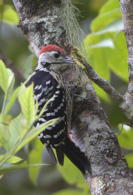 Stripe-breasted Woodpecker (male)
