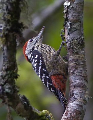 Stripe-breasted Woodpecker (male)