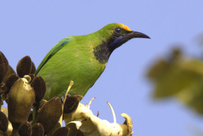 Golden-fronted Leafbird (male)