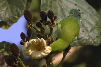 Vernal Hanging Parrot