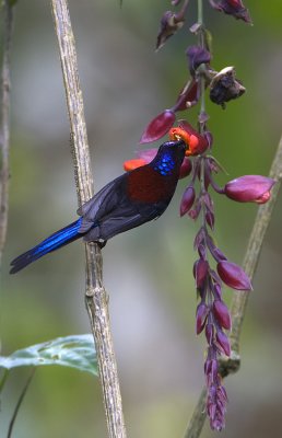 Black-throated Sunbird