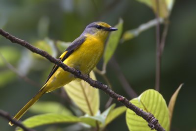 Short-billed Minivet (female)