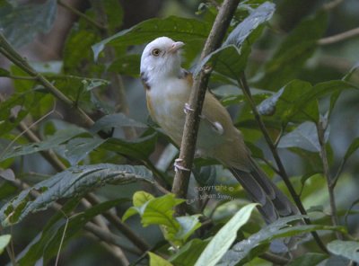 White-hooded Babbler