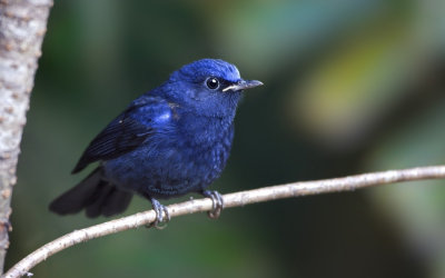 White-tailed Robin (male)